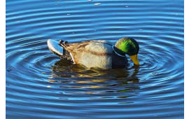 Mojo Outdoors HW2443 Rippler  Mallard Drake Species Multi Color Plastic